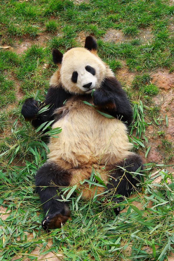 Djur utsatt för fara jätte- panda