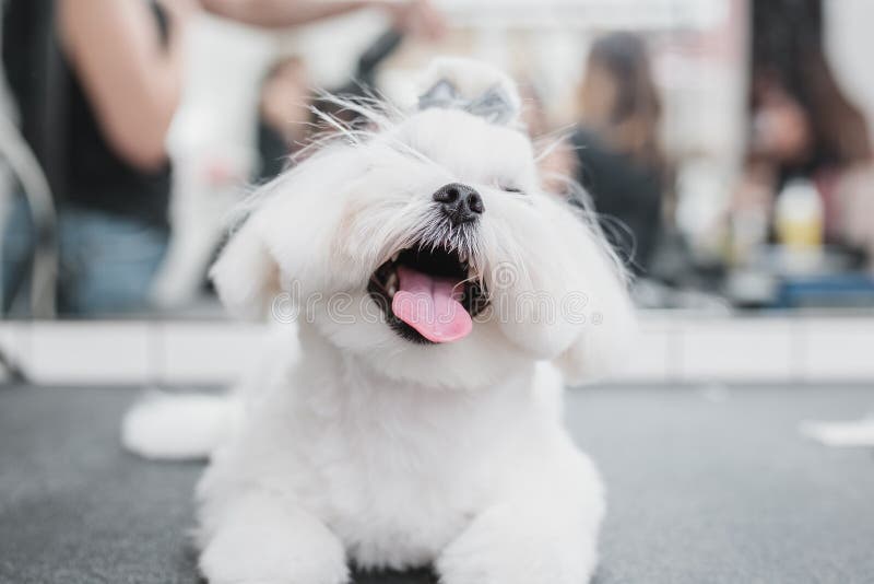 Djurhund vid gromning salon. liten leende hund. arkivfoto