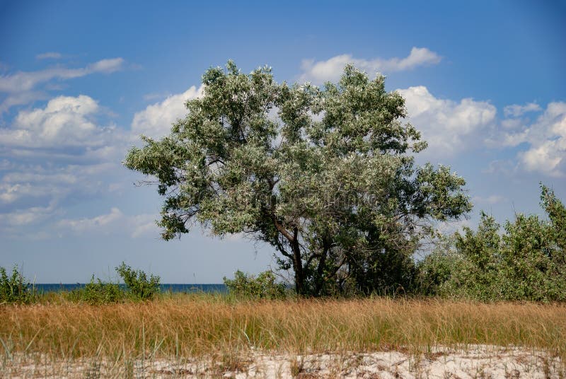 Djurliv av den Dzharylhach ön Black Sea Skadovsk ukraine arkivfoto Djurliv av den Dzharylhach ön Black Sea Skadovsk ukraine arkivfoto