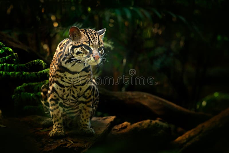 Djurliv i Costa Rica Margay sammanträde för trevlig katt på filialen i den costarican tropiska skogdetaljståenden av ozelot, trev arkivbilder