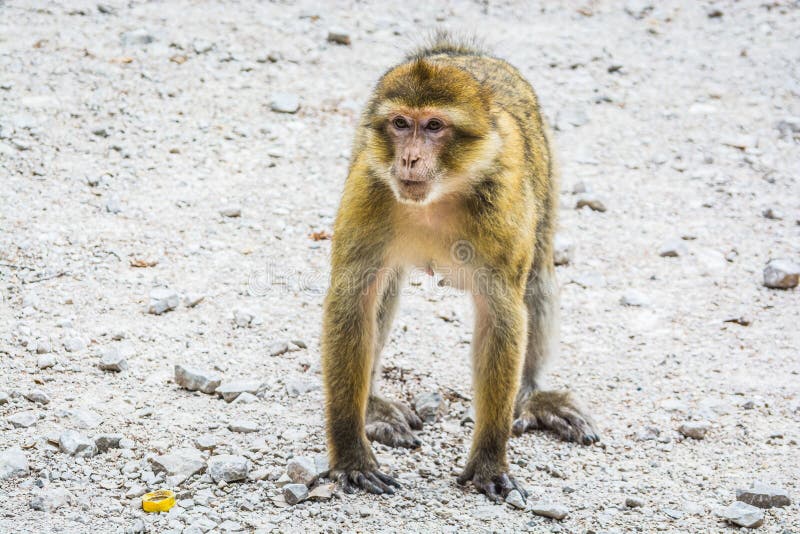 Djurlivmacaquesapor i marockansk cederträskog nära Azrou, Marocko royaltyfria bilder Djurlivmacaquesapor i marockansk cederträskog nära Azrou, Marocko royaltyfria bilder