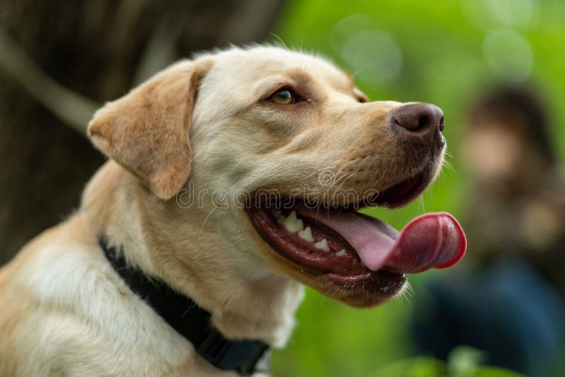 Djurt fotografi Lyckliga och glade gula labrador på går i skogen arkivfoton Djurt fotografi Lyckliga och glade gula labrador på går i skogen arkivfoton