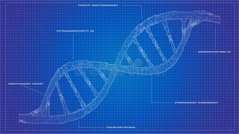 DNA die blauwdrukrna rangschikken die de computermodellen van DNA rangschikken royalty-vrije illustratie DNA die blauwdrukrna rangschikken die de computermodellen van DNA rangschikken royalty-vrije illustratie