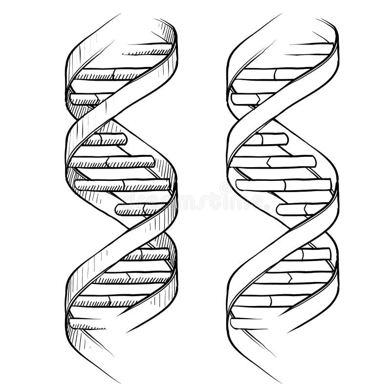 DNA-doppeltes Schneckenzeichnung vektor abbildung DNA-doppeltes Schneckenzeichnung vektor abbildung