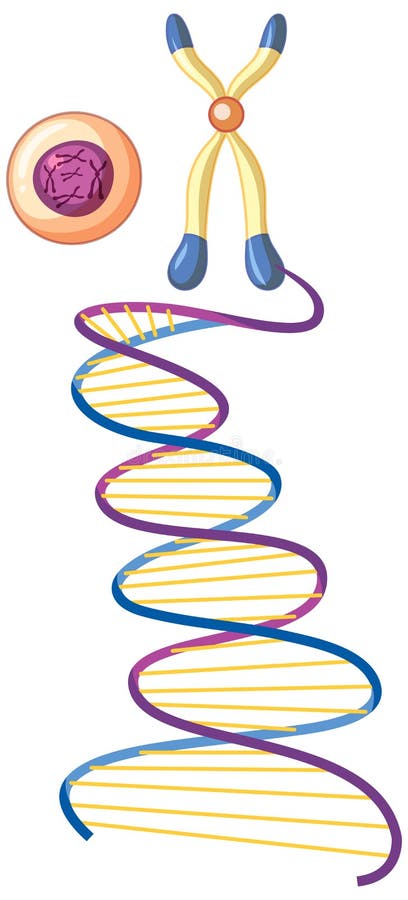 DNA Helix Symbol Isolated on White Background Stock Vector ...