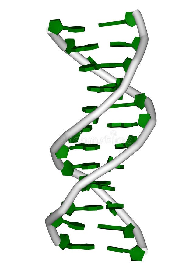 DNA molecule vector illustration