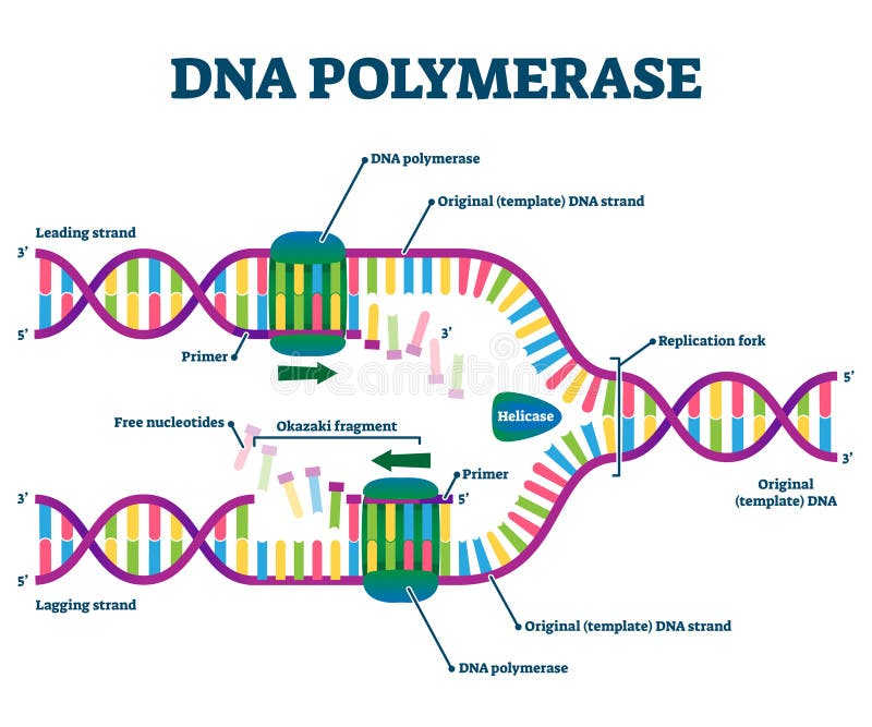 DNA Polymerase enzyme syntheses labeled educational vector illustration.