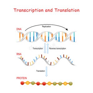 1 233 000 Medical Transcription Free Stock Photos StockFreeImages