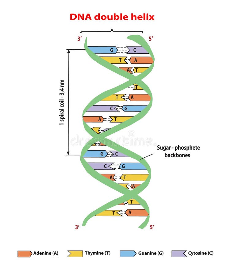 DNA struktury dwoisty helix na białym tle Nucleotide, fosfat, cukier i bazy, Edukaci informaci grafika Adenina, T royalty ilustracja DNA struktury dwoisty helix na białym tle Nucleotide, fosfat, cukier i bazy, Edukaci informaci grafika Adenina, T royalty ilustracja