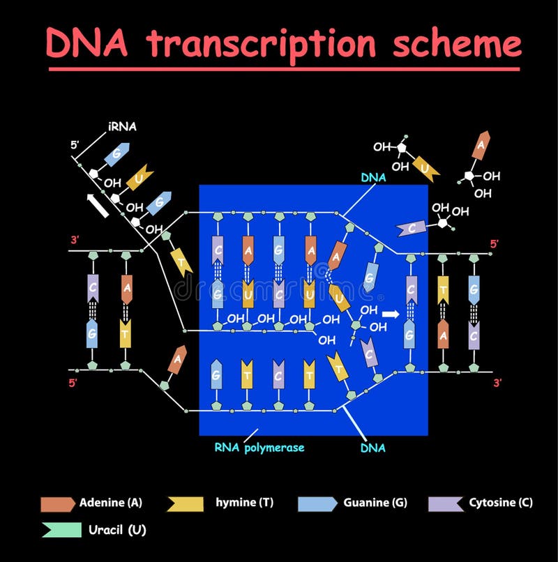 Rna Structure Stock Illustrations 4 322 Rna Structure Stock Illustrations Vectors Clipart Dreamstime Rna Structure Stock Illustrations 4 322 Rna Structure Stock Illustrations Vectors Clipart Dreamstime
