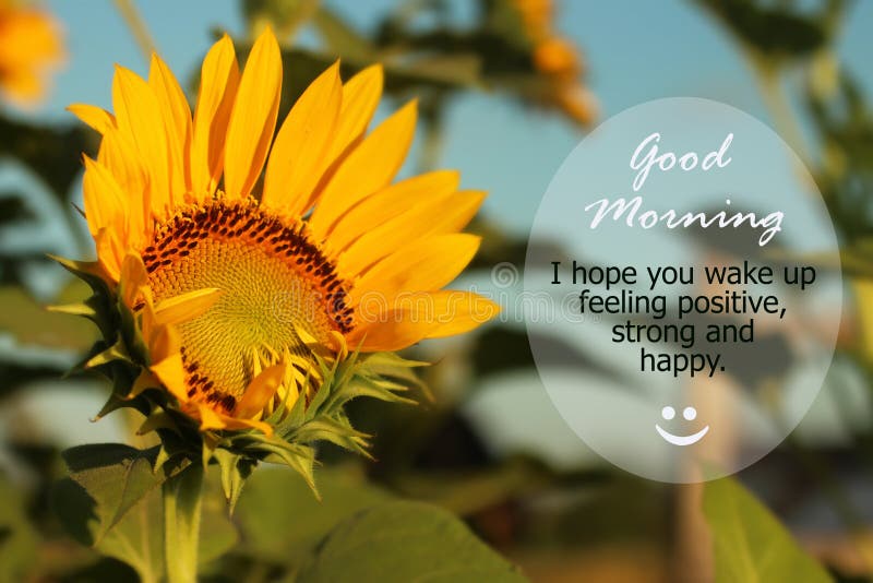 Good Morning Greetings. Morning inspirational motivational quote - I hope you wake up feeling positive, strong and happy.  With beautiful sunflower start blooming and happy smile emoticon welcoming new day, new strength and new goals concept. Sunflowers blossom in the garden background. Good Morning Greetings. Morning inspirational motivational quote - I hope you wake up feeling positive, strong and happy.  With beautiful sunflower start blooming and happy smile emoticon welcoming new day, new strength and new goals concept. Sunflowers blossom in the garden background