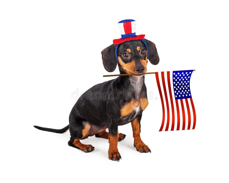 A patriotic little purebred Dachshund breed puppy dog wearing a red, white and blue hat and holding an American Flag in his mouth. A patriotic little purebred Dachshund breed puppy dog wearing a red, white and blue hat and holding an American Flag in his mouth.