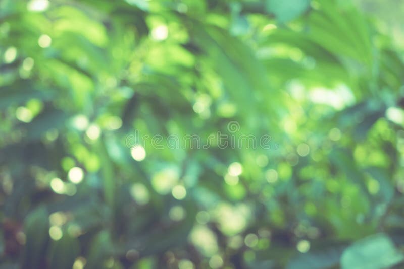 Do borrão abstrato da cor verde para e do fundo, borrado e o defocused fotografia de stock Do borrão abstrato da cor verde para e do fundo, borrado e o defocused fotografia de stock