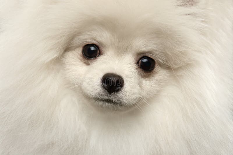 Do cão branco bonito peludo do Spitz de Pomeranian do close up vista engraçada, isolada