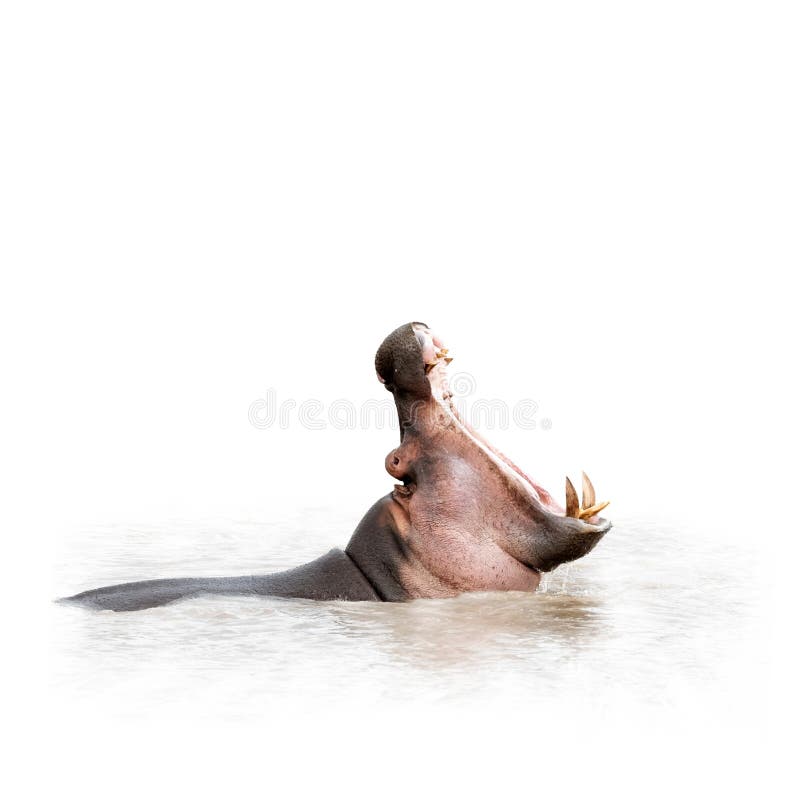 Do hipopótamo da boca aberto largamente isolado no branco