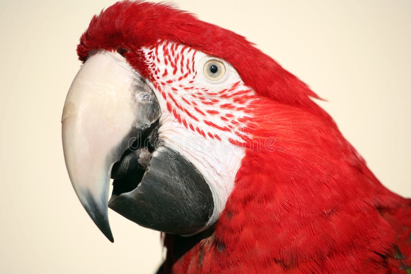 Close-up de uma arara-vermelha foto de stock royalty free