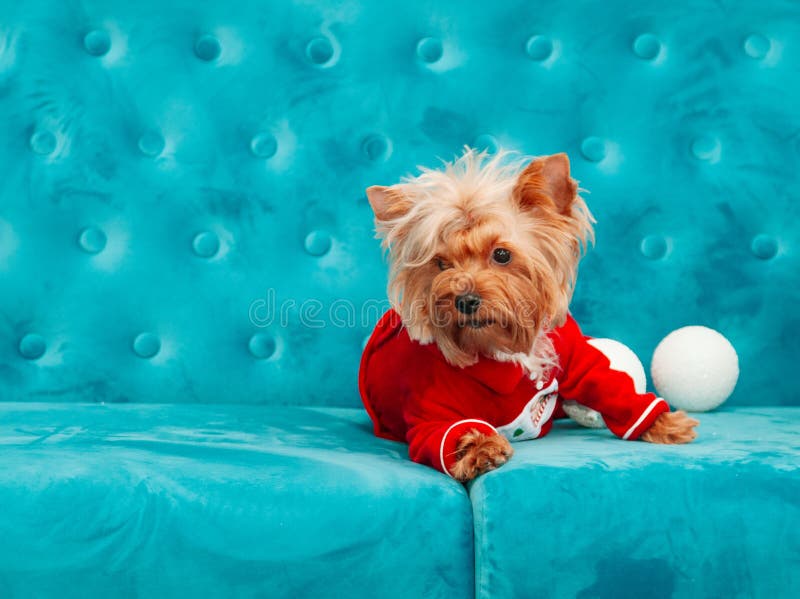 Do Natal azul tiffany canino do ano novo do animal de estimação do cão da cor de turquesa do sofá da foto brinquedo vermelho do s imagens de stock Do Natal azul tiffany canino do ano novo do animal de estimação do cão da cor de turquesa do sofá da foto brinquedo vermelho do s imagens de stock