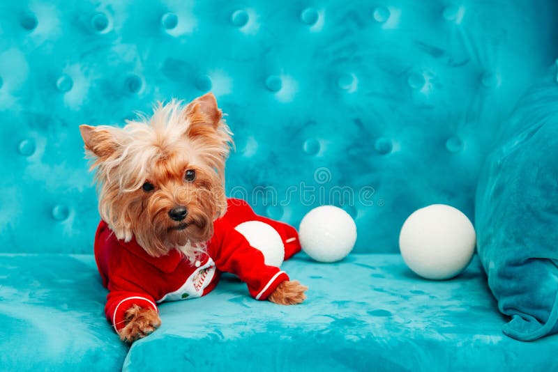 Do Natal azul tiffany canino do ano novo do animal de estimação do cão da cor de turquesa do sofá da foto brinquedo vermelho do s fotos de stock royalty free Do Natal azul tiffany canino do ano novo do animal de estimação do cão da cor de turquesa do sofá da foto brinquedo vermelho do s fotos de stock royalty free