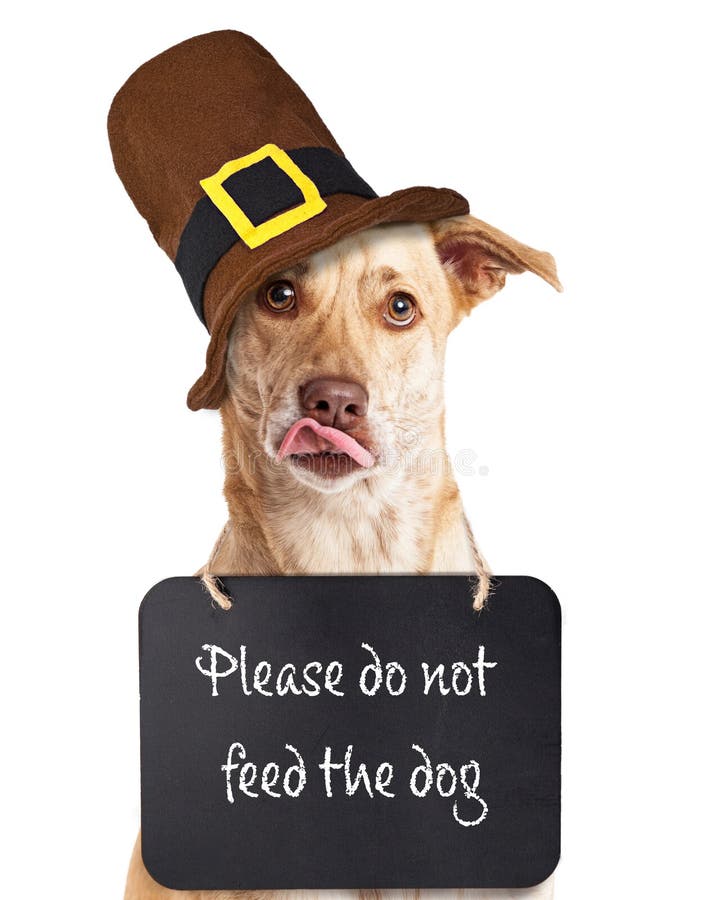 Hungry dog wearing `Please do not feed the dog ` sign around neck wearing Thanksgiving Pilgrim hat. Hungry dog wearing `Please do not feed the dog ` sign around neck wearing Thanksgiving Pilgrim hat