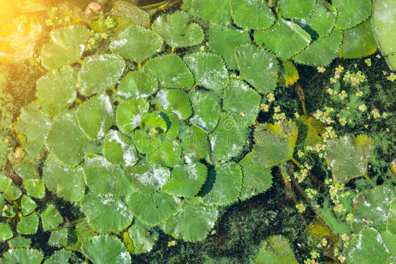Do verde tampa do ` s da almofada lilly a superfície de uma lagoa imagem de stock Do verde tampa do ` s da almofada lilly a superfície de uma lagoa imagem de stock