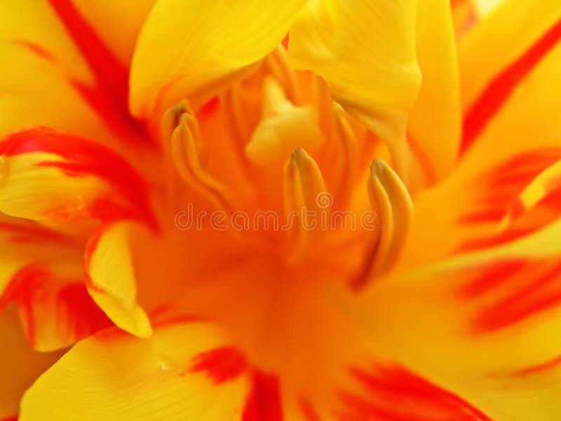 Macro of tulip. Macro of tulip