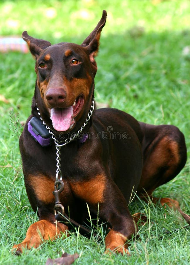 A medium sized doberman dog resting under some trees in a park.