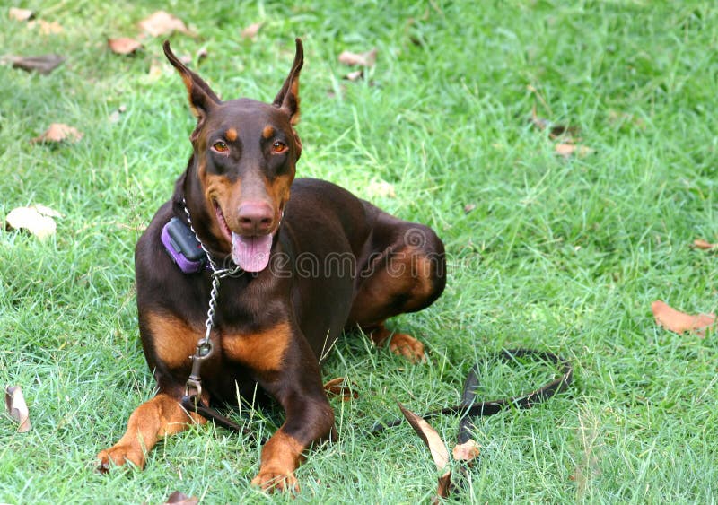 Doberman lying down on grass under some shade