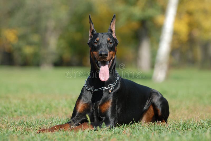 DOBERMAN