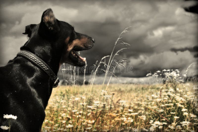 Doberman immagine stock Doberman immagine stock