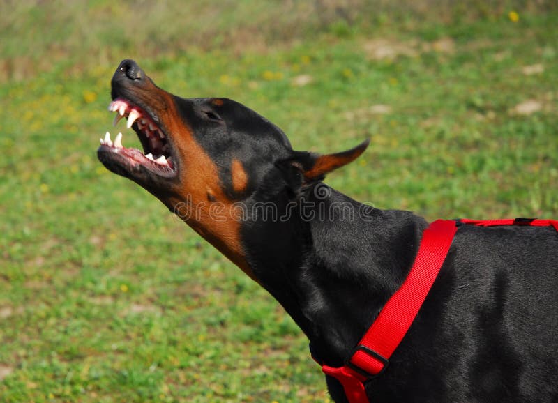 Young purebred agressive doberman: dangerous watching dog. Young purebred agressive doberman: dangerous watching dog