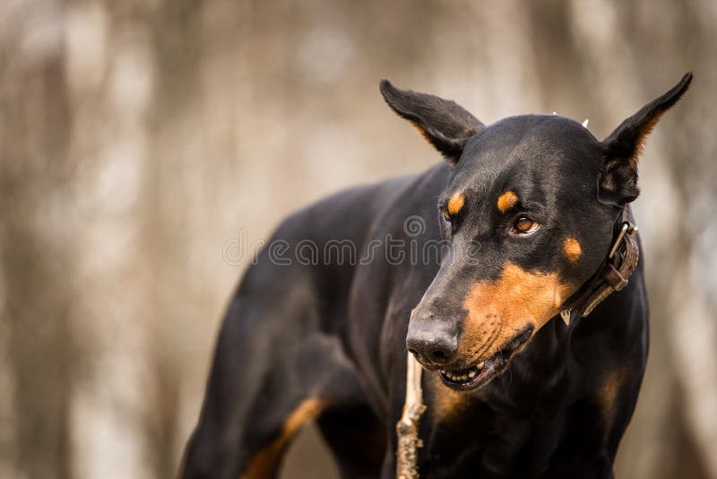 Doberman dog stock photos Doberman dog stock photos