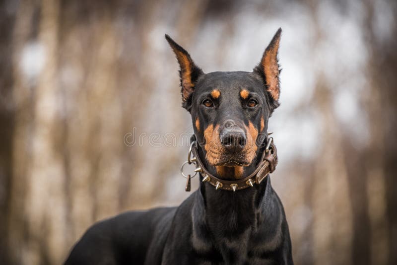 Doberman dog