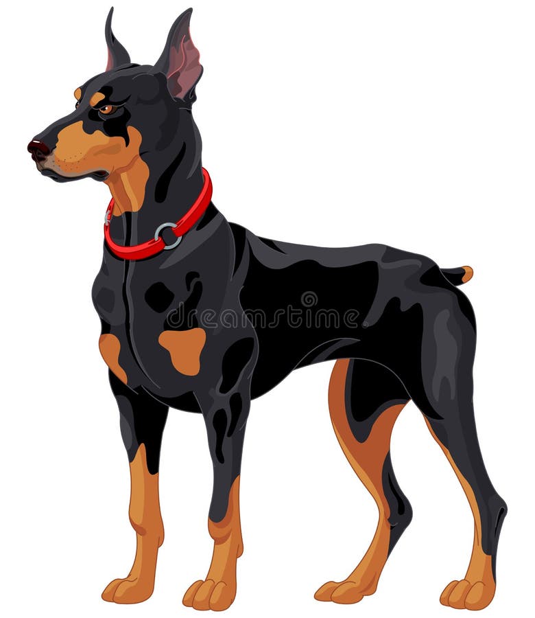 Doberman guard dog