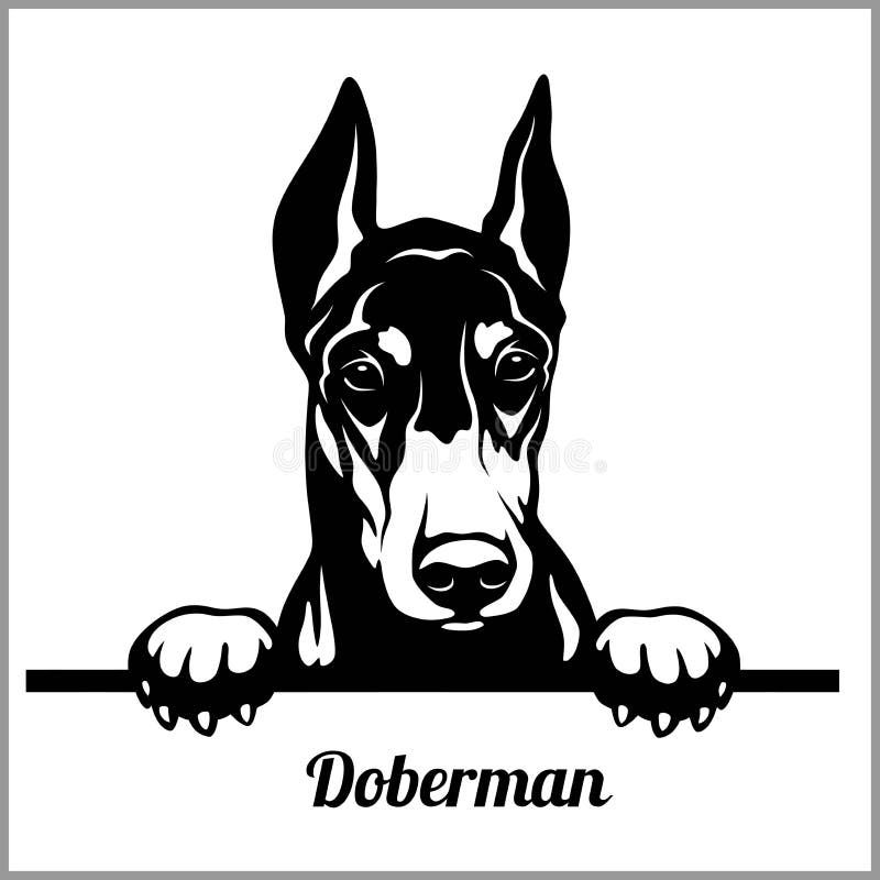 Doberman - het Gluren Honden - - het hoofd van het rassengezicht dat op wit wordt geïsoleerd