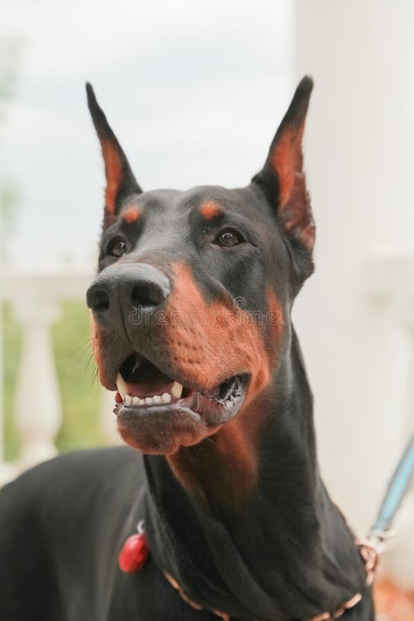 doberman pinscher snarling