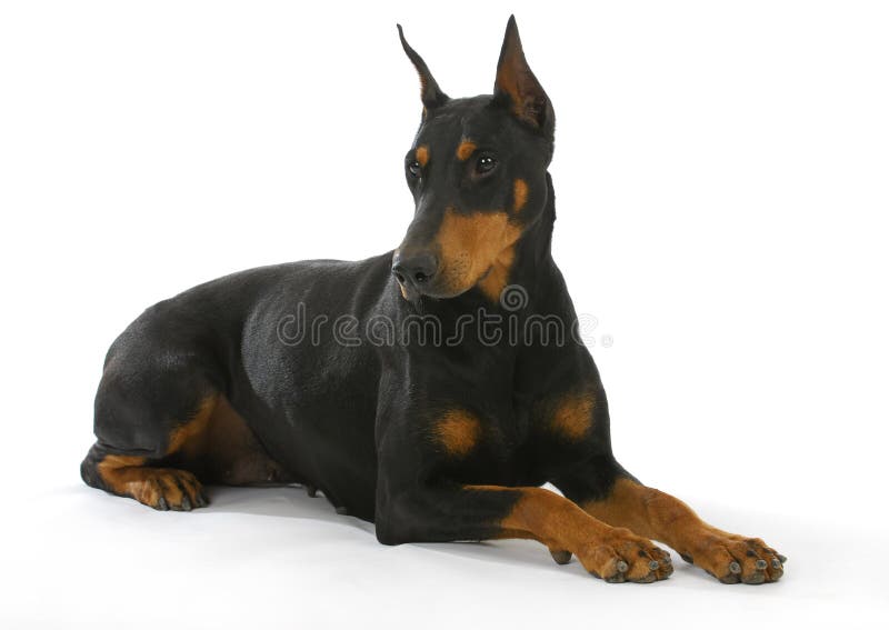 Doberman pinscher