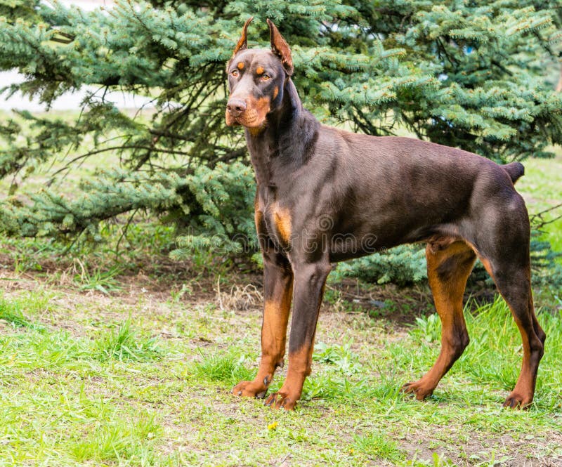 Doberman Pinscher brown. stock photo. Image of doberman 55935948