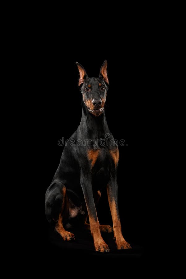 Doberman Pinscher Dog Sitting And Looking In Camera, Isolated Black