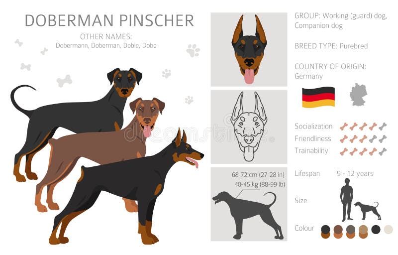 doberman coat type