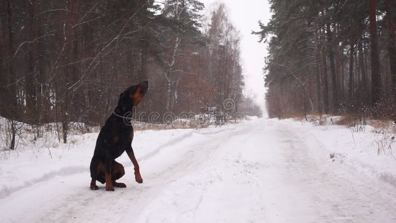 Doberman dog howls like a wolf sitting on road in forest in winter snowfall.