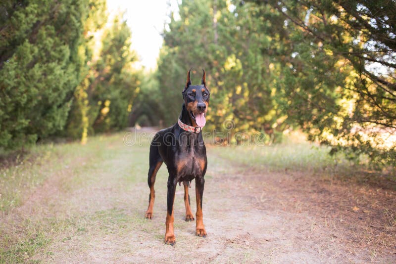 Dobermanpinscher Outside Close Up of the Face Stock Photo Image of