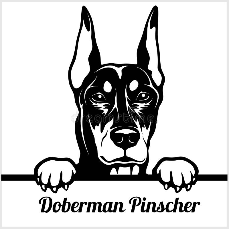 Doberman Pinscher - σκυλιά κρυφοκοιτάγματος - - κεφάλι προσώπου φυλής που απομονώνεται στο λευκό απεικόνιση αποθεμάτων