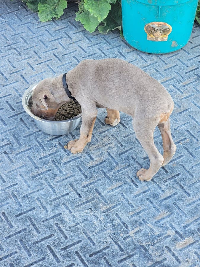 Doberman puppy eating stock image. Image of animal, carnivore 221506535