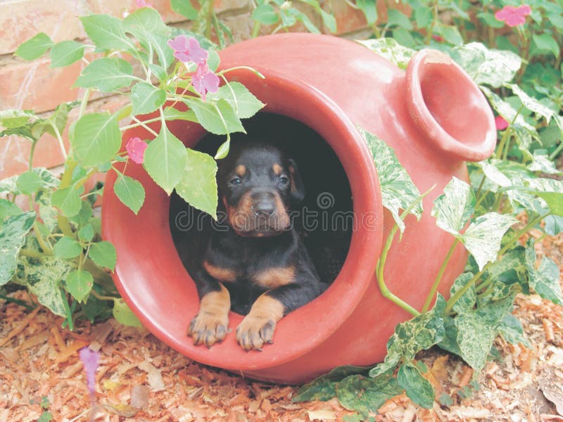 Doberman puppy in flower pot stock images Doberman puppy in flower pot stock images