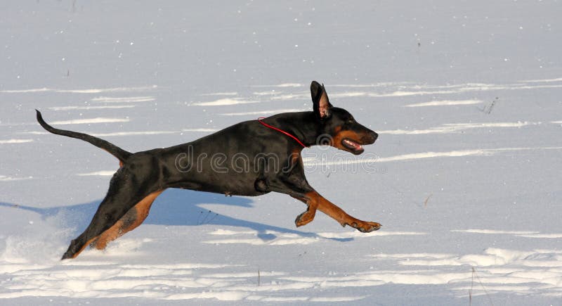 Doberman que se ejecuta en nieve profunda imagen de archivo Doberman que se ejecuta en nieve profunda imagen de archivo
