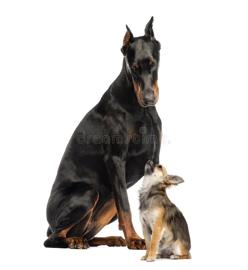 doberman pinscher and chihuahua