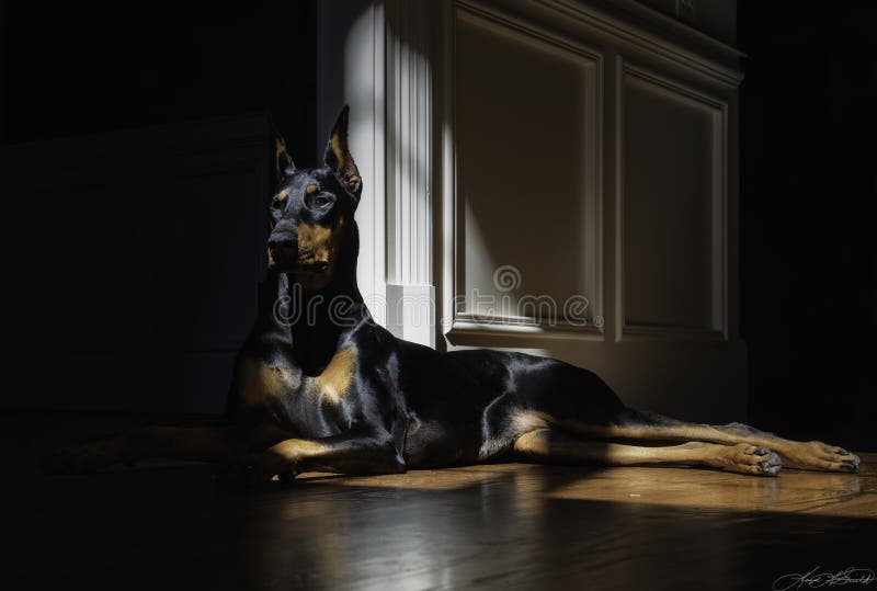 Doberman in the Sun