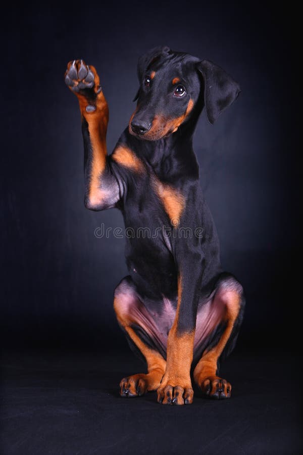 A lovely doberman dog with a funny pose. A lovely doberman dog with a funny pose