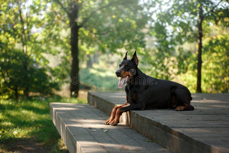 Dobermanhond, mooi huisdier stock afbeelding Dobermanhond, mooi huisdier stock afbeelding
