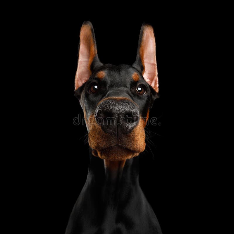 Dobermanhund med catting öron på isolerad svart bakgrund fotografering för bildbyråer